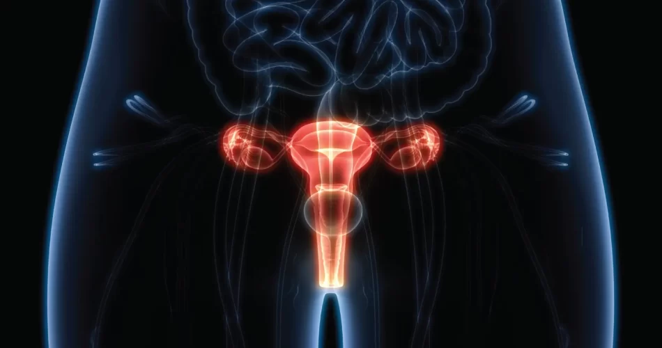illustration of the cervix